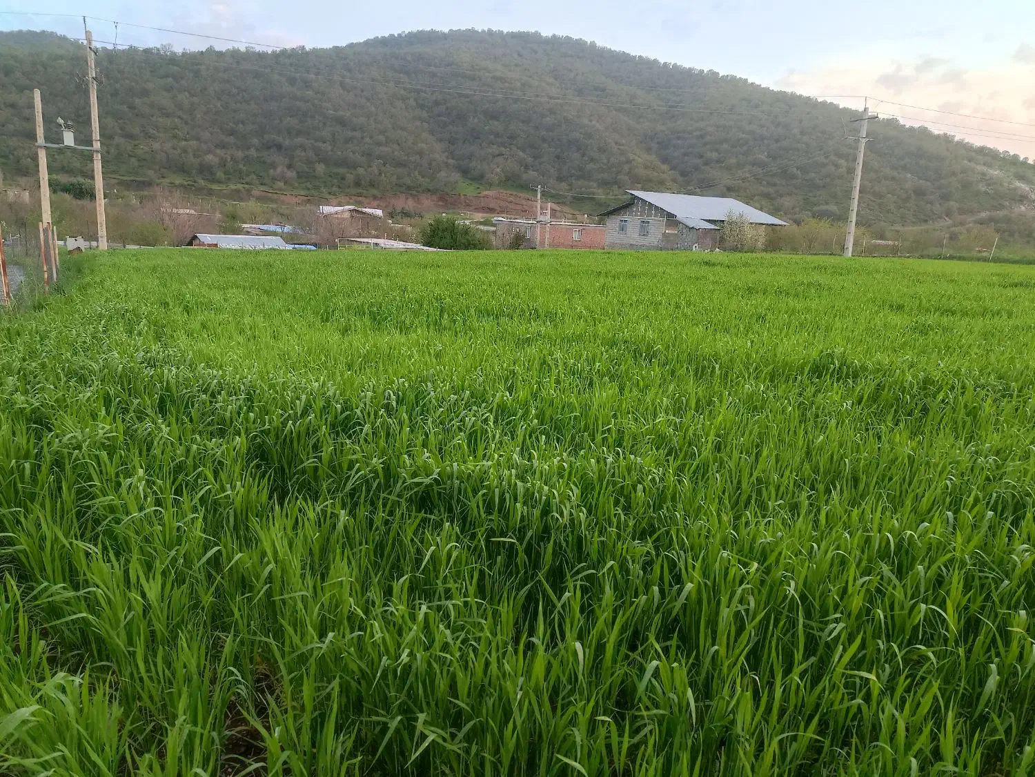 فروش زمین امادە و مسطح برای خانە باغ