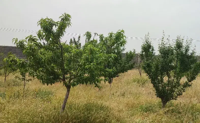 باغ ۱۰۰۰ متری
