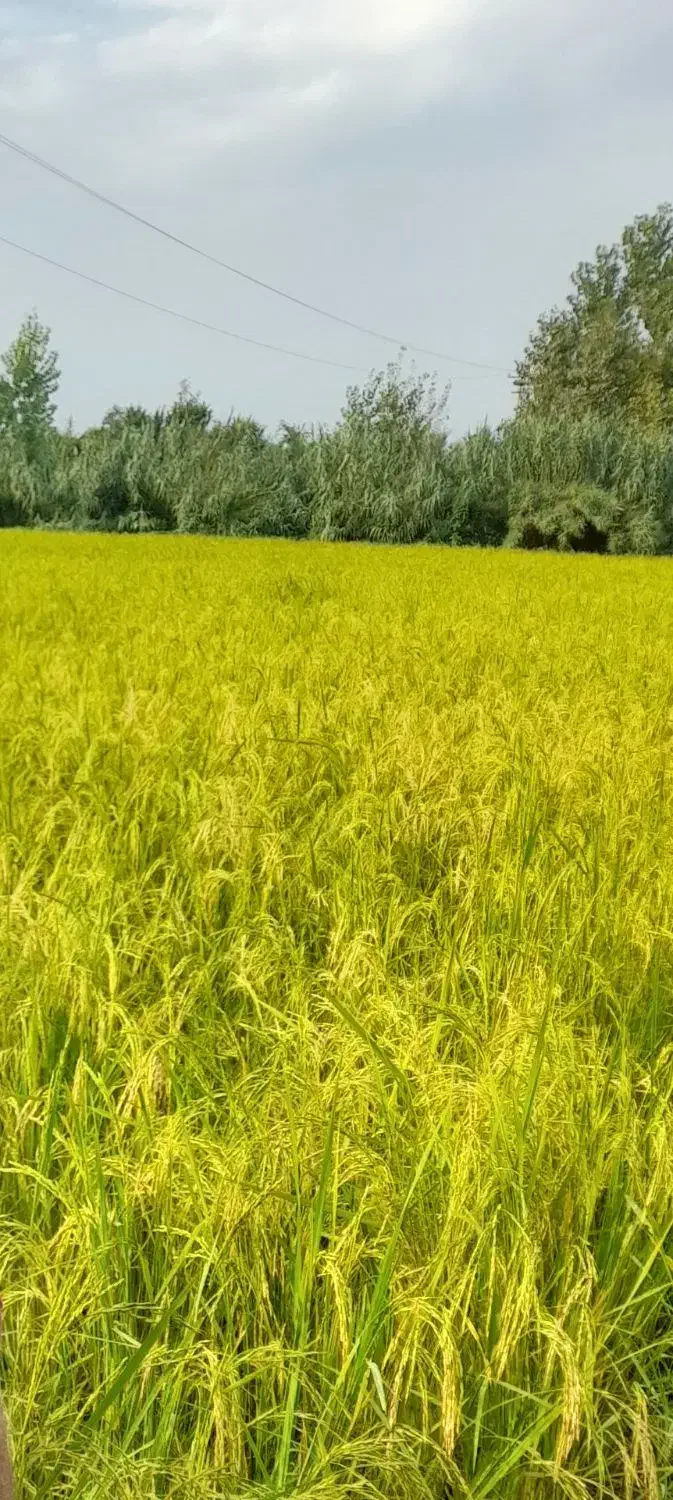 فروش شالیزار
