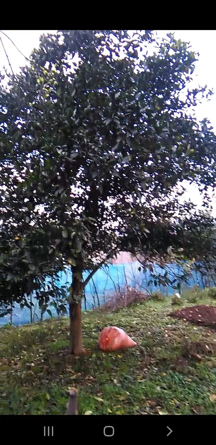 ۸۴۴ متر زمین در گیلان فومن چسبیده به رودخانه