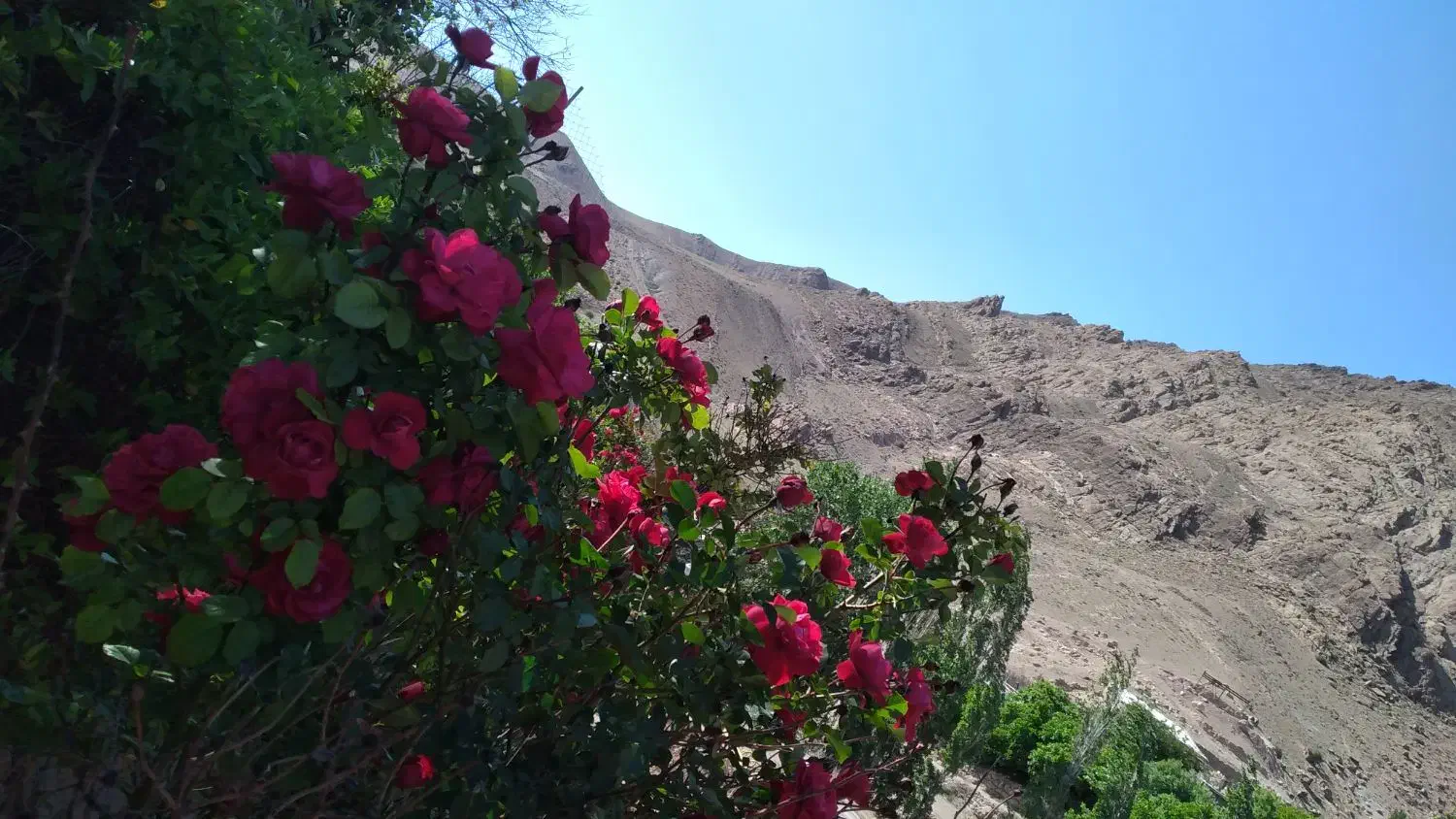 زمین کشاورزی