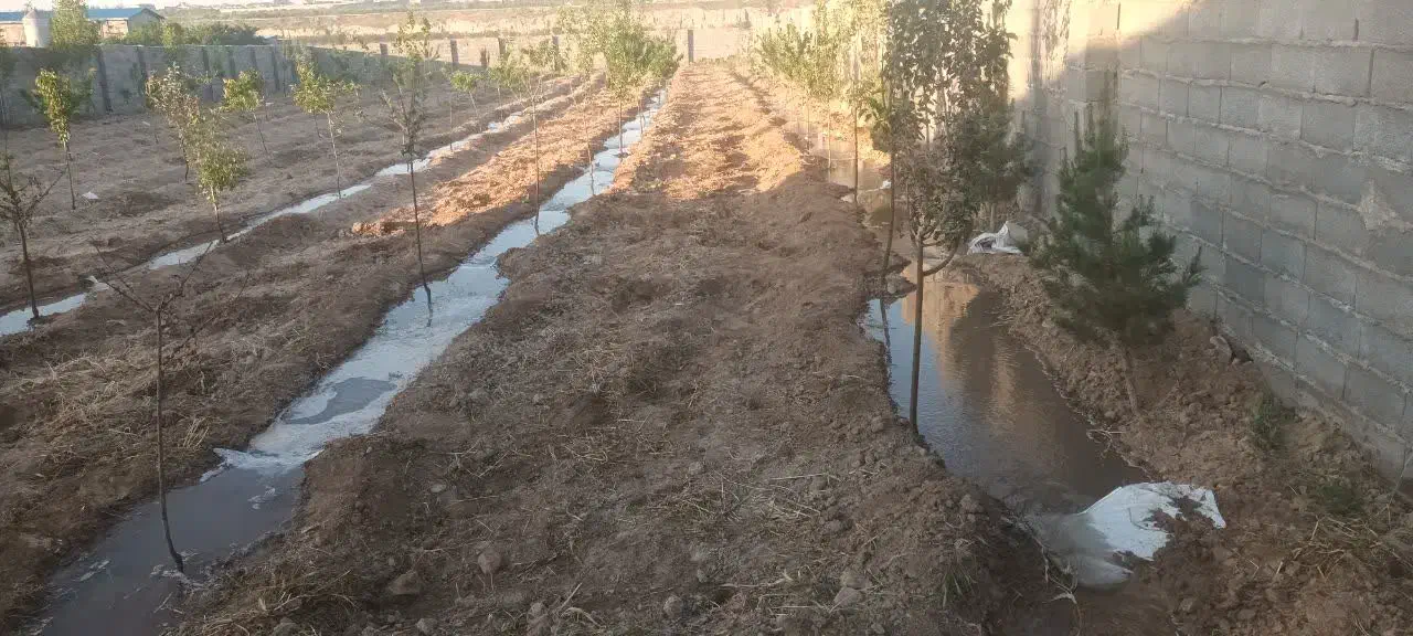 شیرحصار دور دیوار باغی