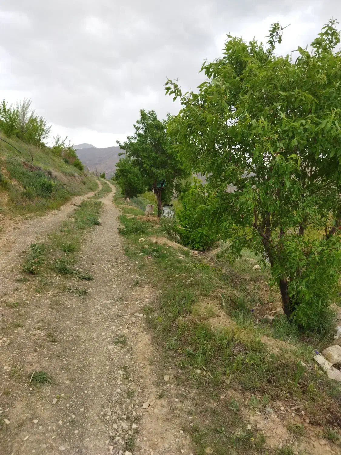 زمین کشاورزی