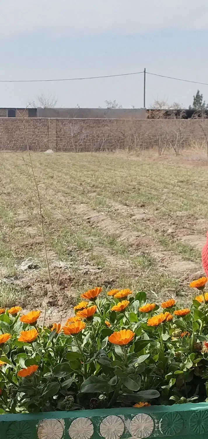 زمین کشاورزی
