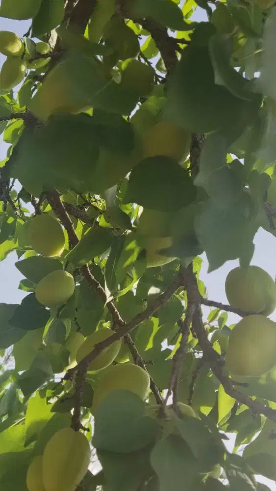 ۵هزار متر باغ