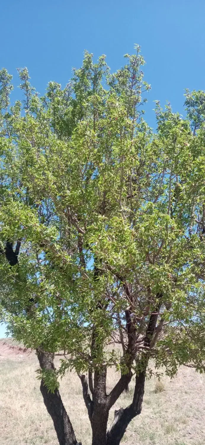 باغ در 45 کیلومتری جاده سیرجان کرمان