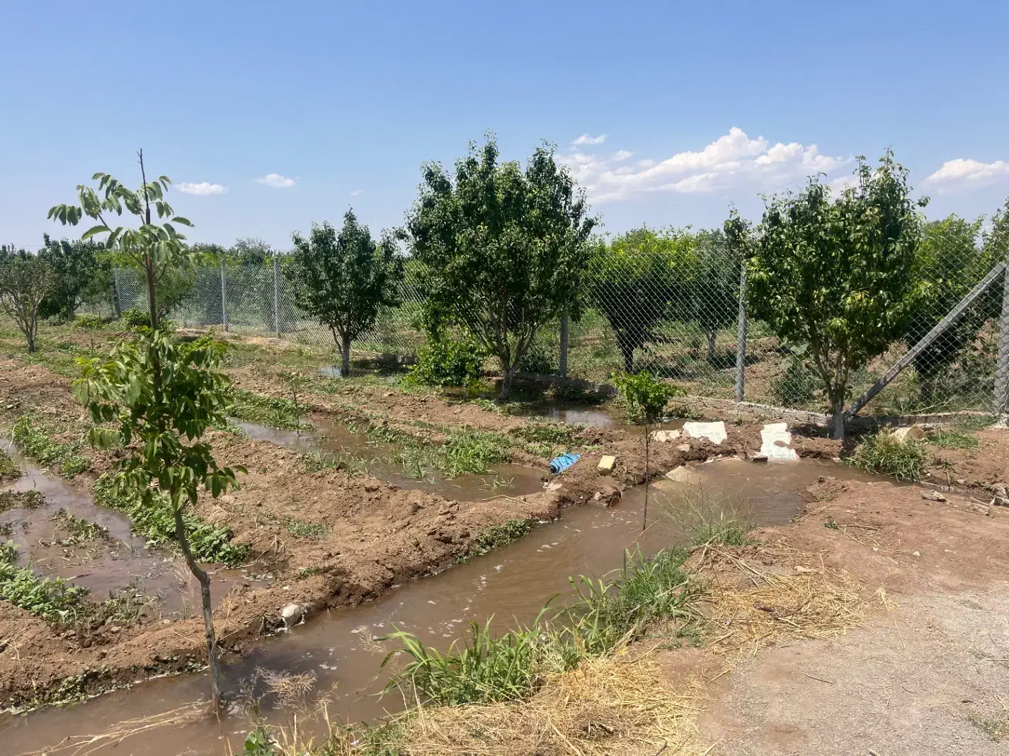 باغچه باغ میوه