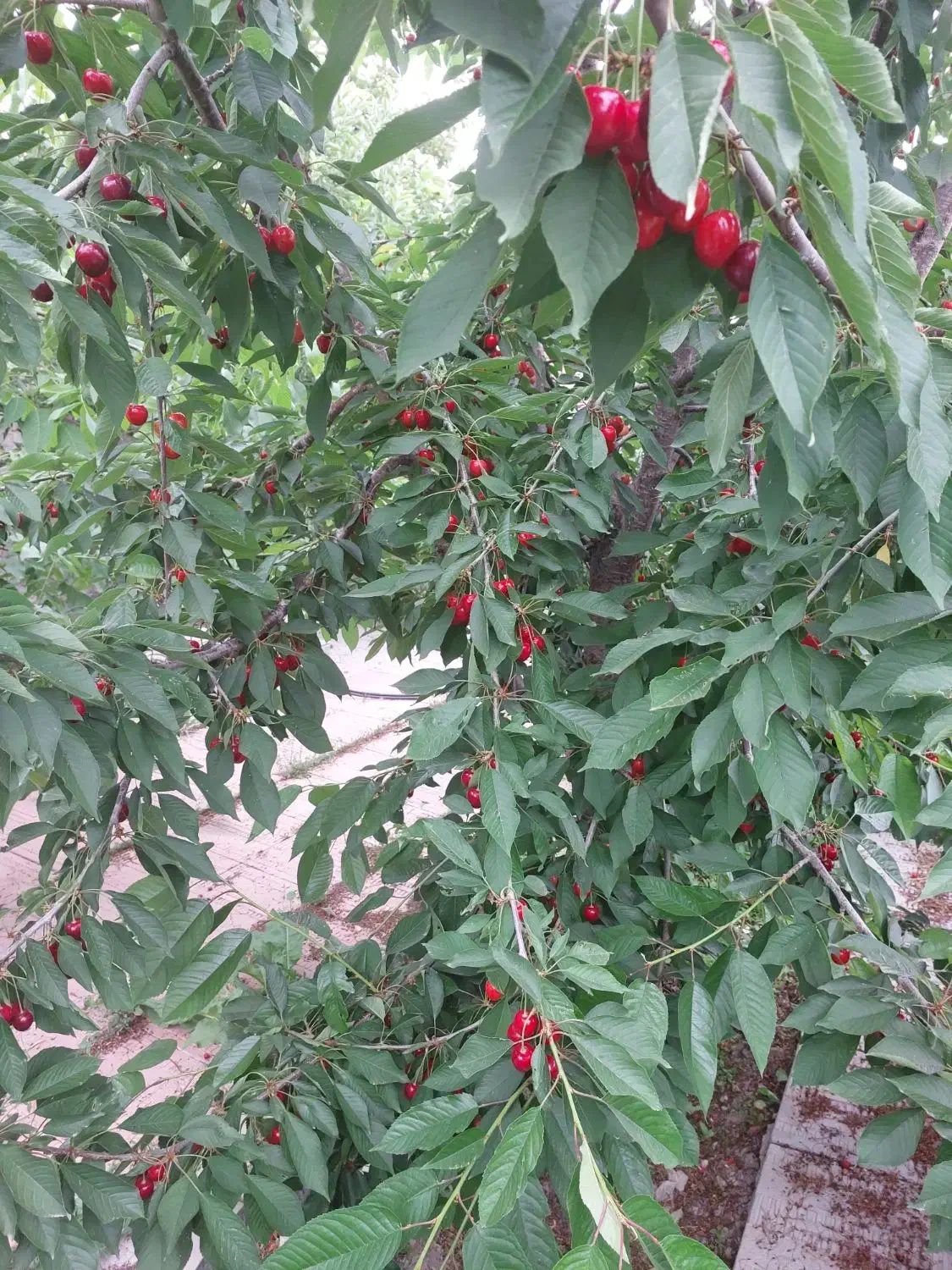 فروش باغ میوه