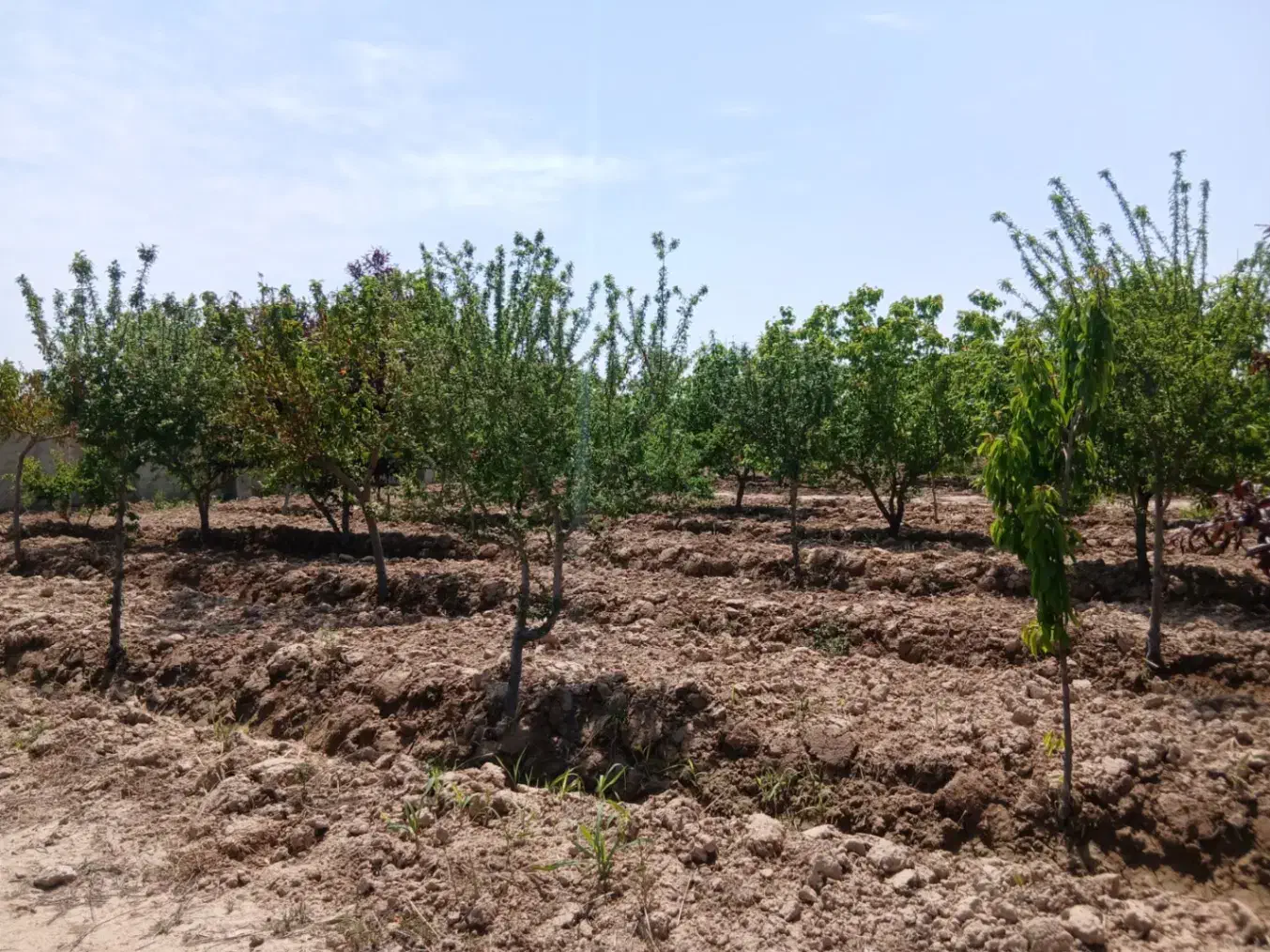 فروش زمین ۵۰۰۰ متری چهاریواری
