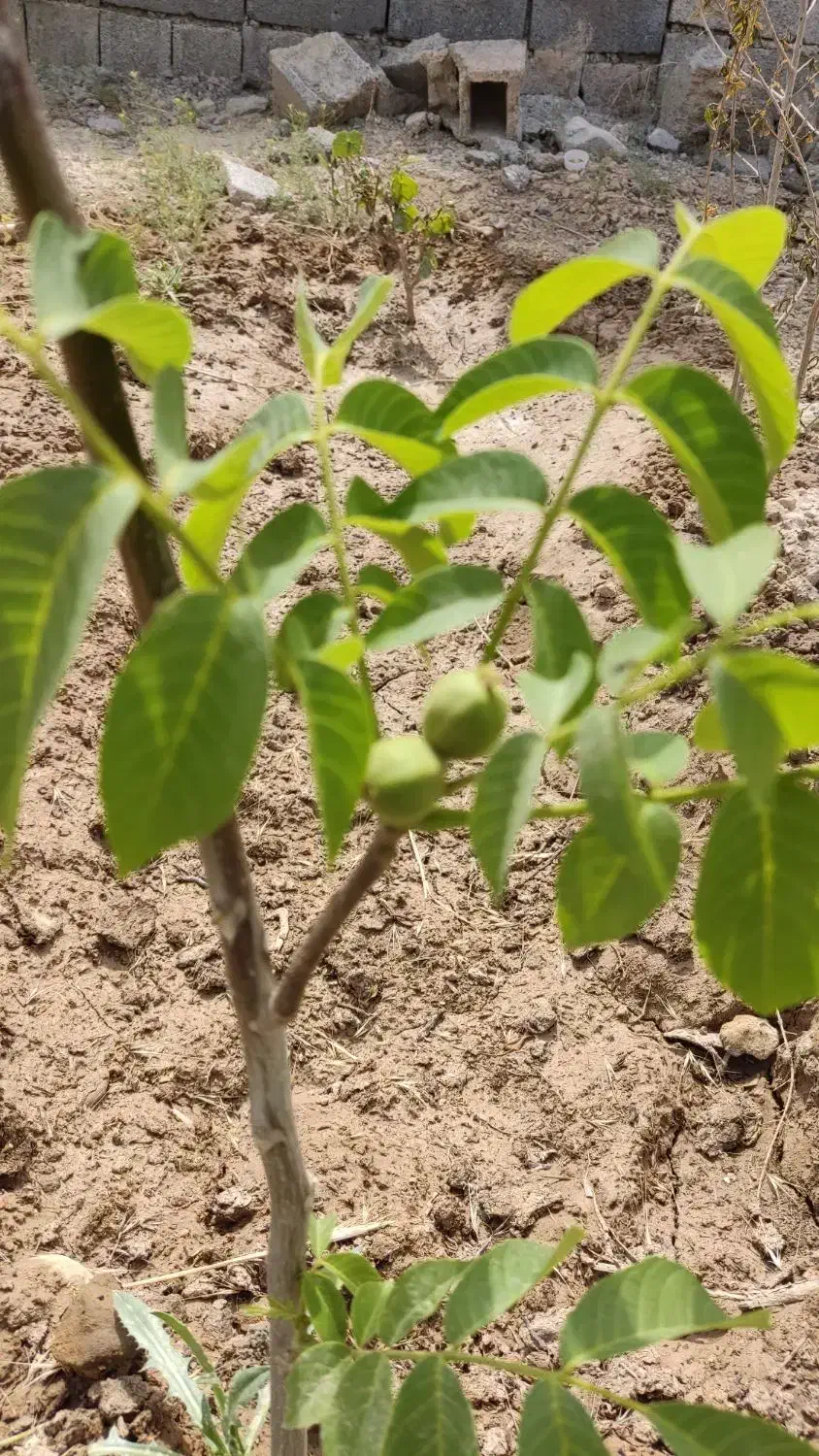 باغچه 600 متری دارای انواع درختان