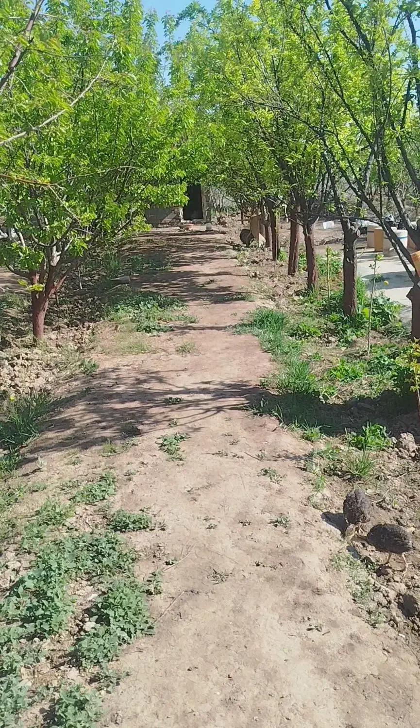 باغ مسکونی بهشت در کشسرای قیمت مفت معاوضه