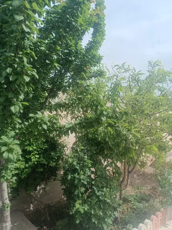 باغ انگور