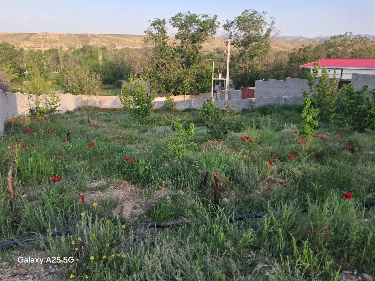باغ آبی حمزانلو