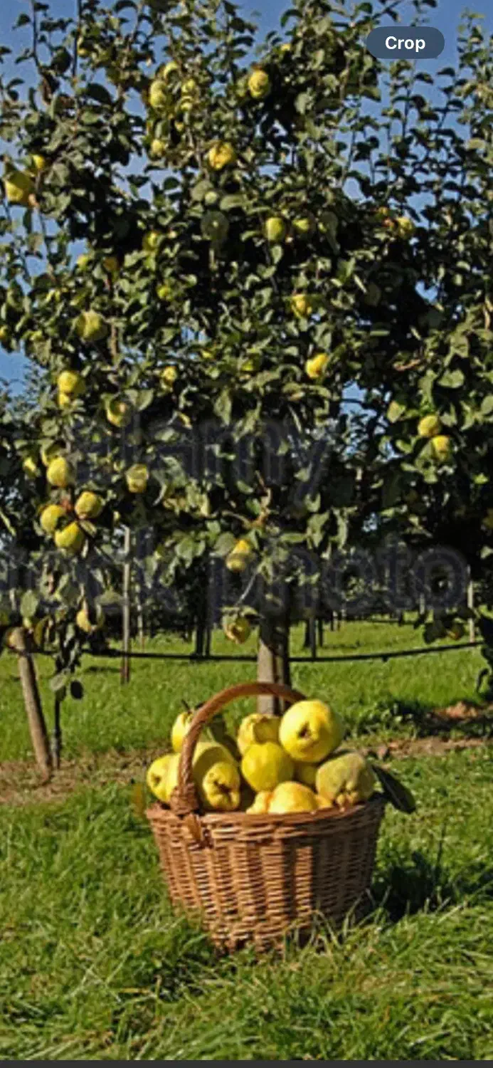 زمین سه نبش