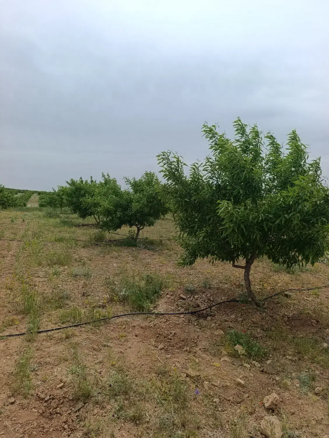 باغ بینظیر با درختان بادام و پر بار
