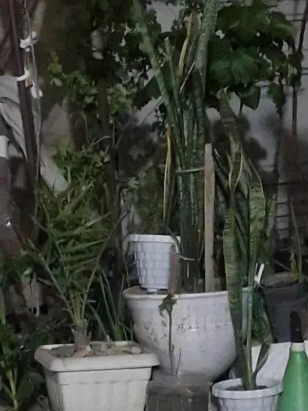 همخونه میشم