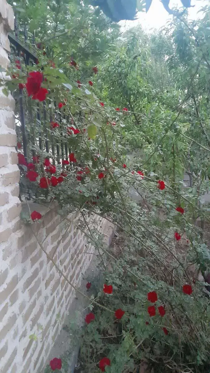 فروش_تهاتر باغچه ۱۸۰۰ متری چسبیده به شهر هشتگرد