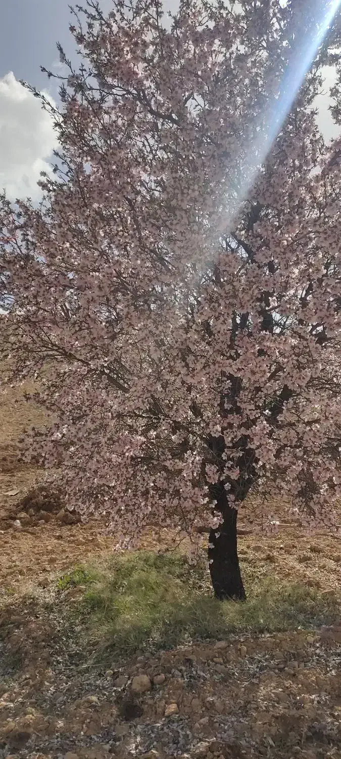 خدمات املاک کلستان سه چاه