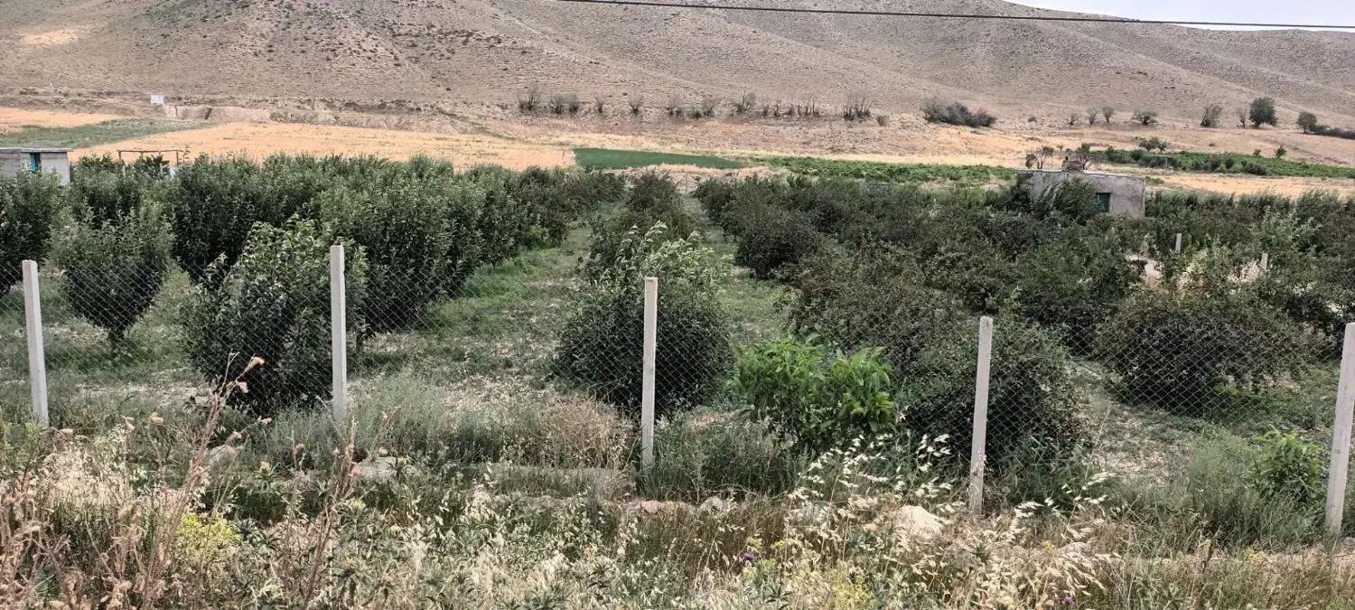 فروش باغ میوه از۱۰۰۰ متر تا ۶۰۰۰