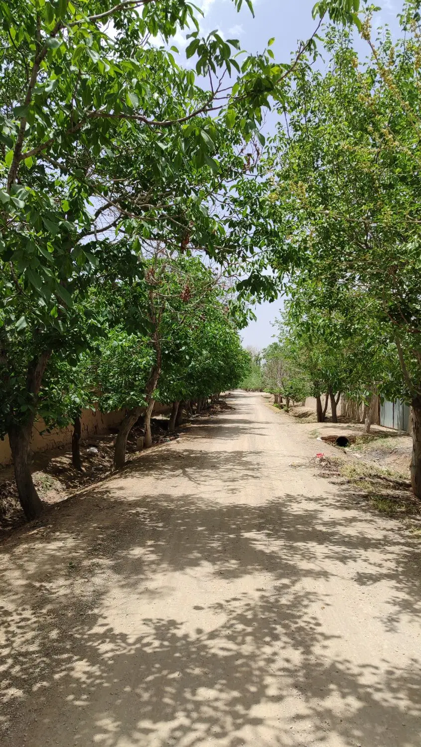 باغ 500 متری کوشک
