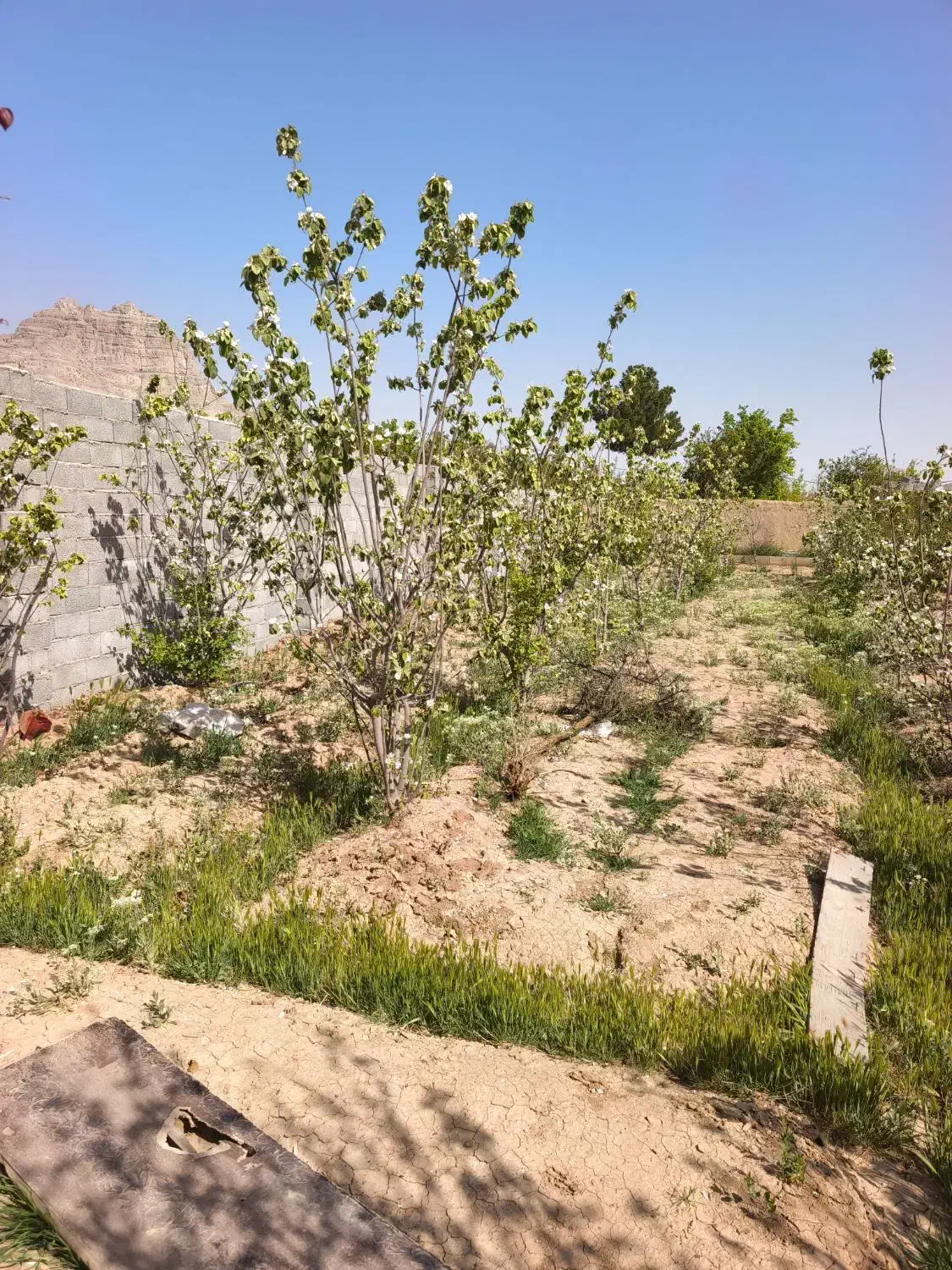 باغ منطقه خوشاب دهنو رسالت