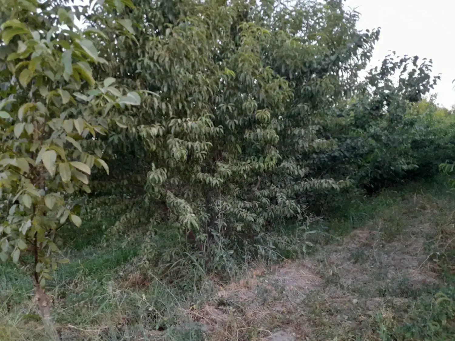 باغ ۳۶۰۰متر غفاربهی آسفالت ۵۰ مترنزدیک سوپر مارکت
