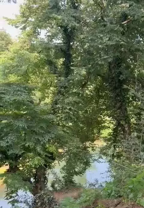 کلبه چوبی جنگلی کنار رودخانه سیاه رود ویو بی نظیر