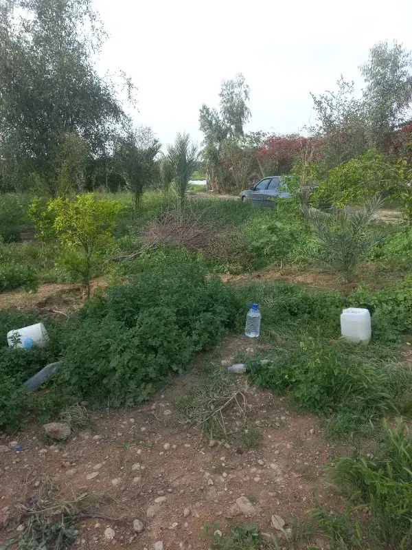 زمین بادرختان چندساله