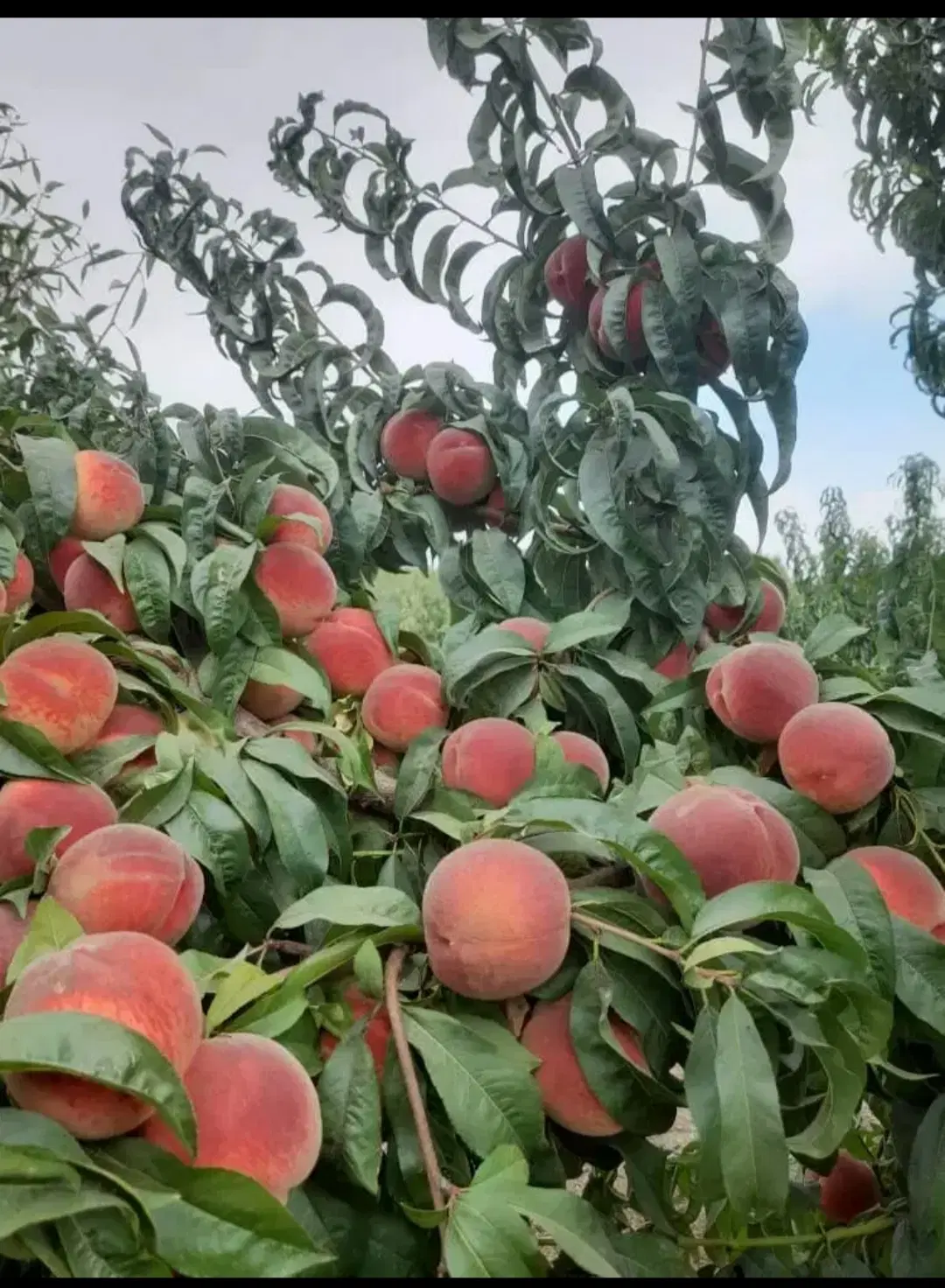 باغ بر آسفالت 700متری اجیلی