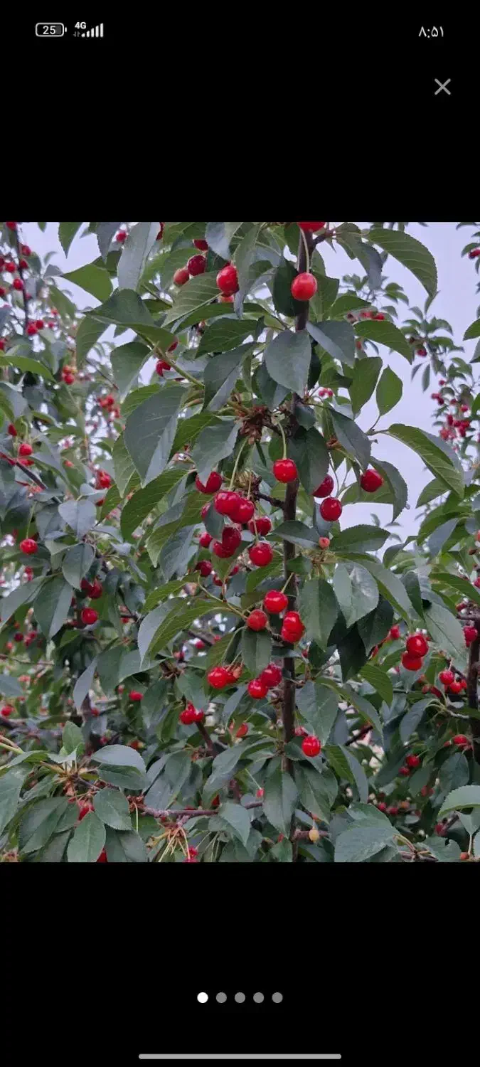 زمین باغشهری شمیم کهمره کوهمره سرخی