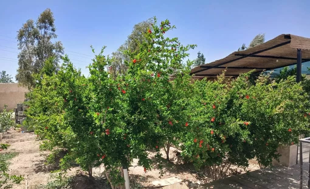 باغ آماده و تکمیل زردنجان