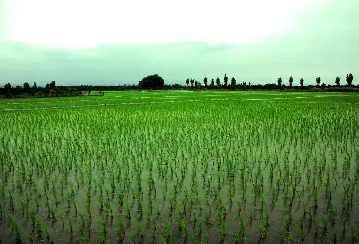 زمین زراعی