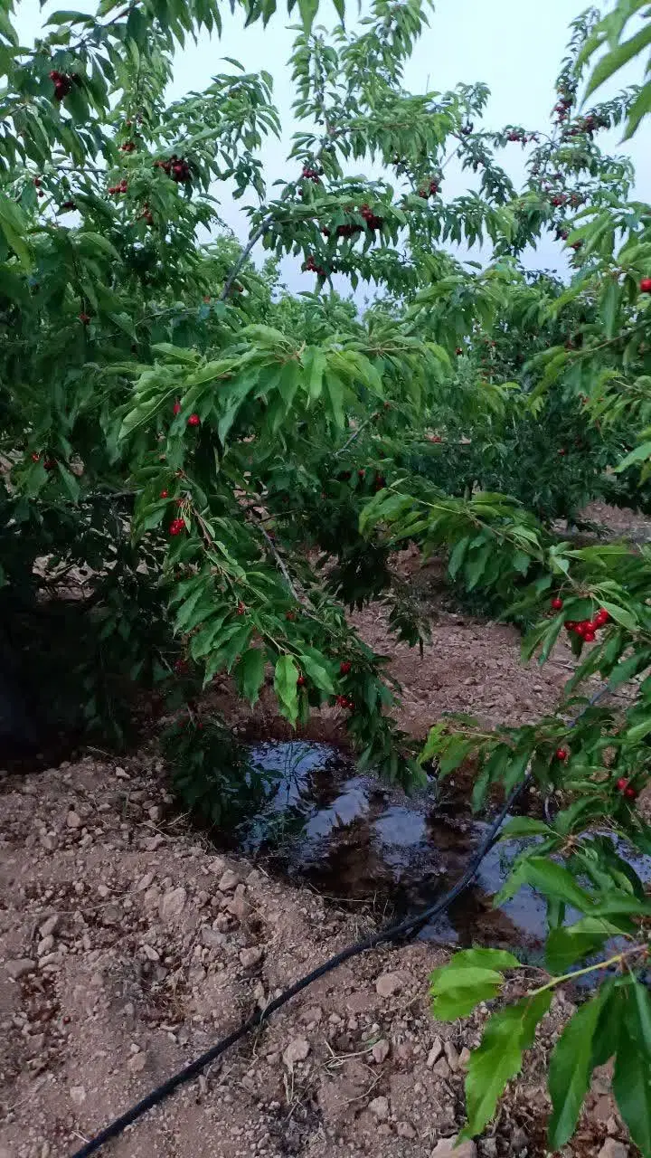 باغو باغچه گیلاس