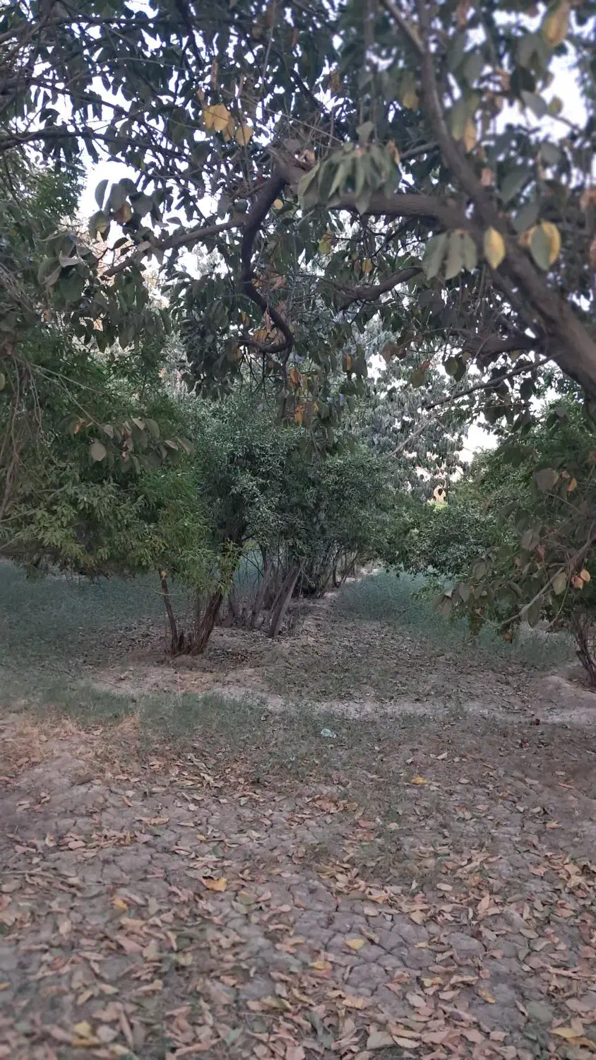 ۶۵۰متر باغ، سندشش دانگ تک برگ، قابل تبدیل ب مسکونی