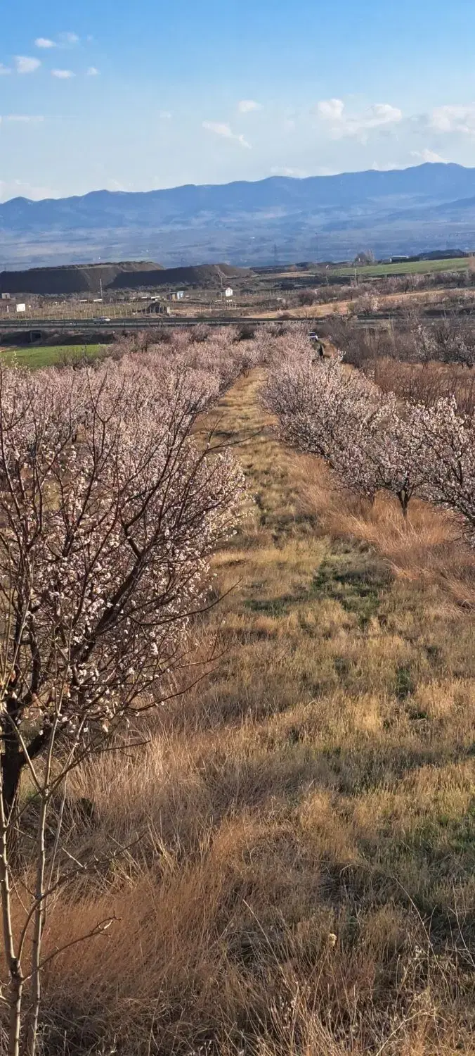 باغ نزدیک زنجان