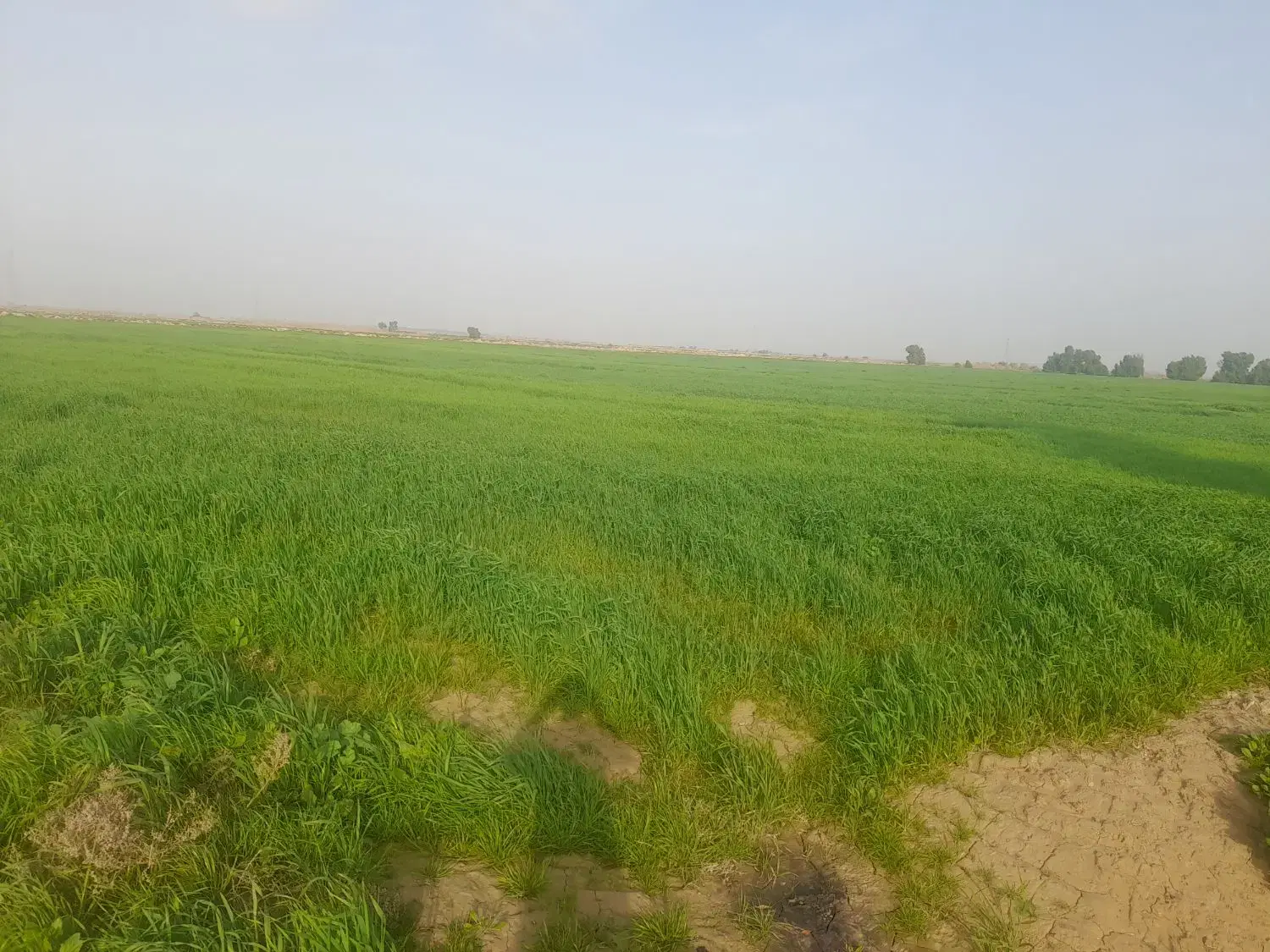 این زمین کشاورزی برای فروش هست