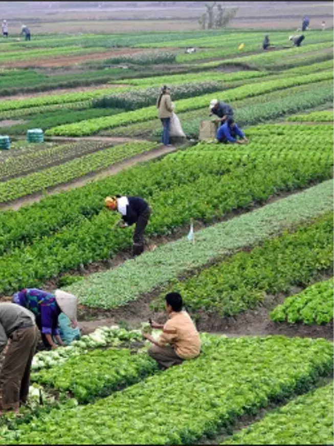 اجاره ی زمین زراعی واقع در بخش ارژن بنرود زنگنه