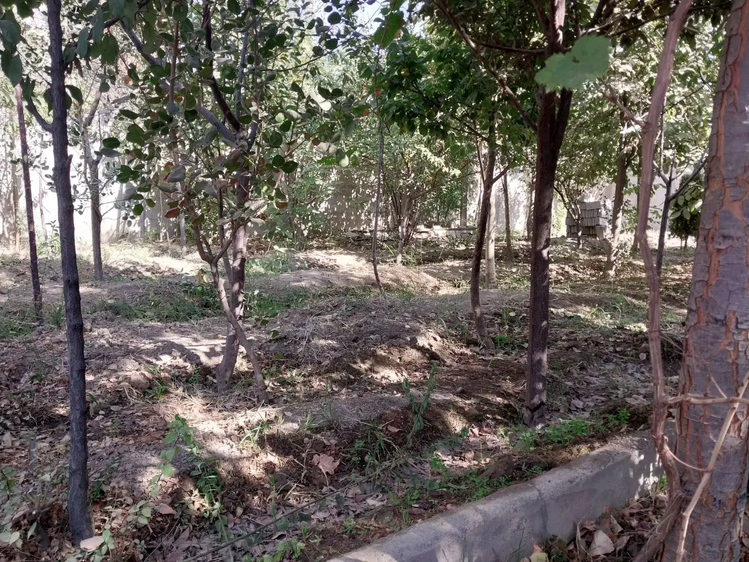 باغچه پانصد متری دو نبش سنددار
