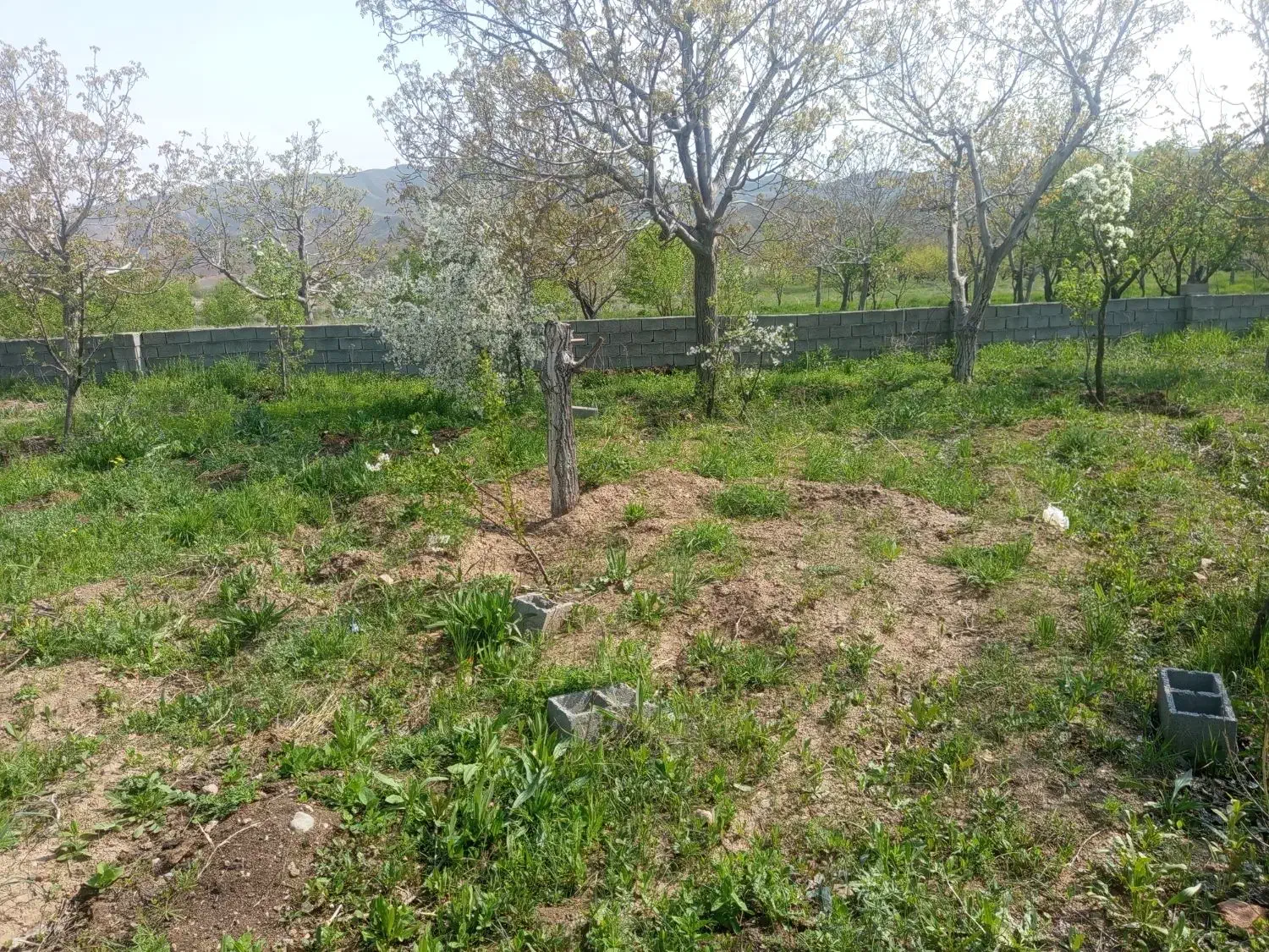 باغ گردو در روستای سیوان