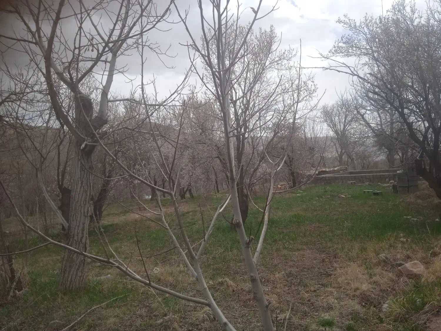 باغی در روستای وسقونقان جاسب