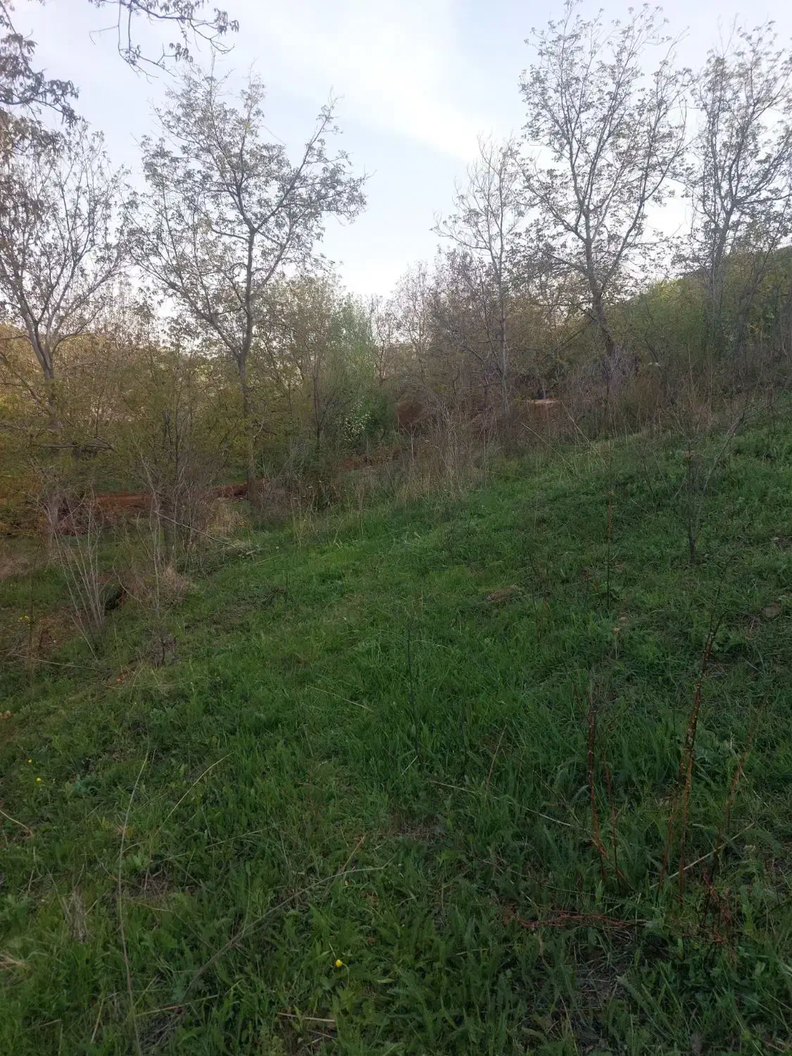 باغ قدیمی در روستای سیوان