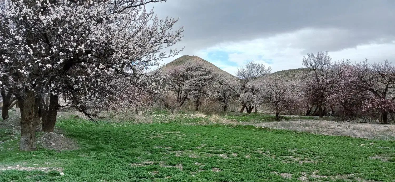 نرگس شمالی