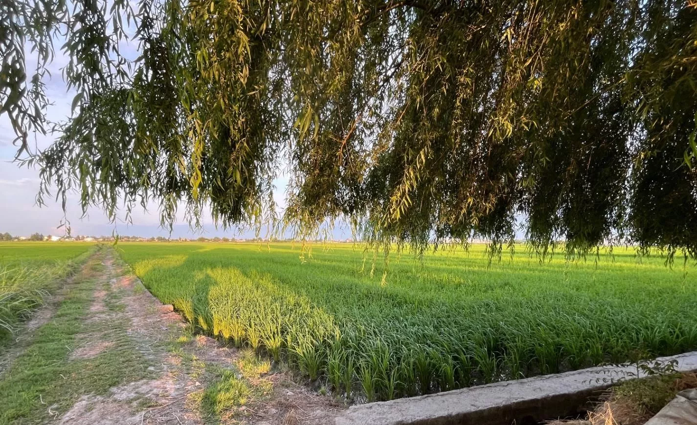 ۱۴ هزارمتر زمین ج‌ا‌ده خانه دریا سرخرود ،متری ۱۸۵۰