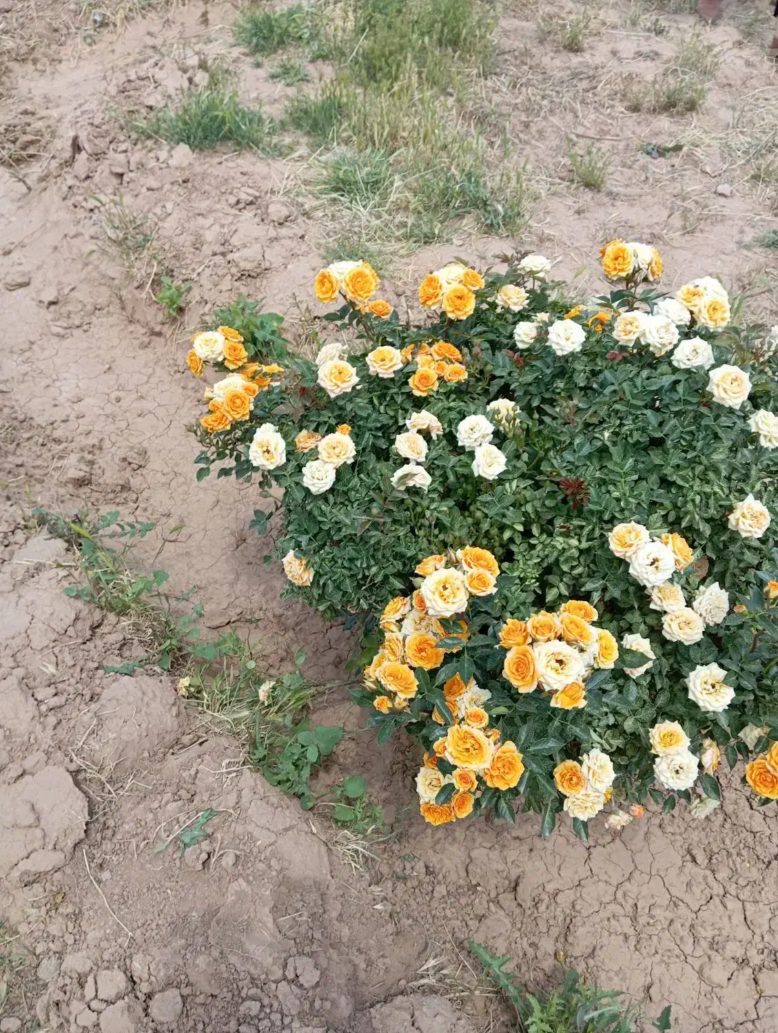 فروش زمین 450متری پیشک 3