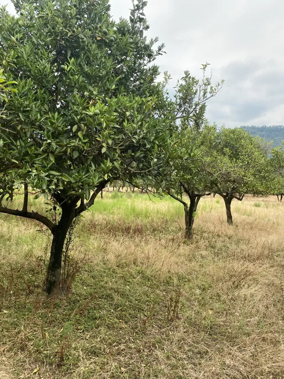 زمین باغی ۸۵۰ متر