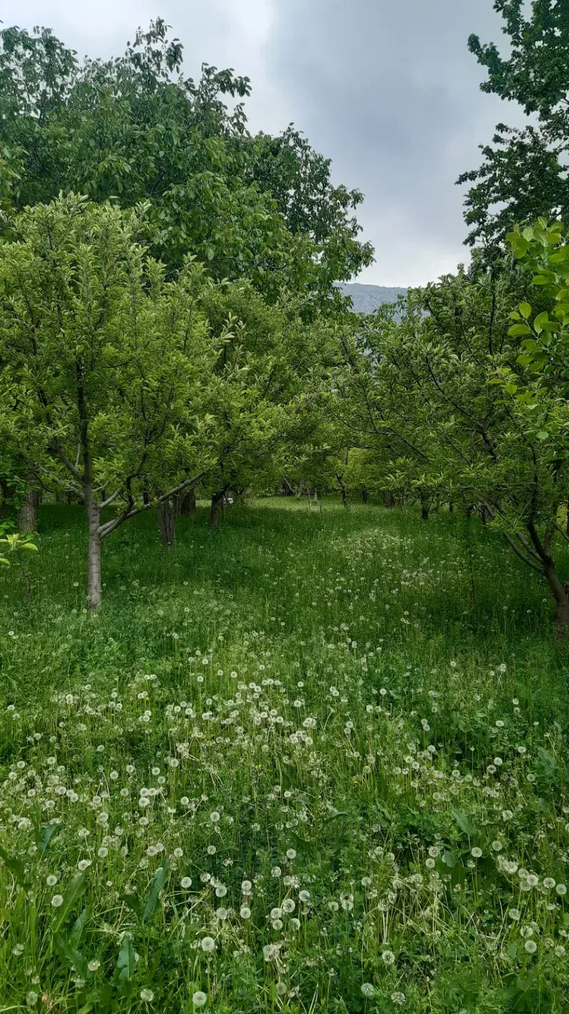 فروش باغ میوه
