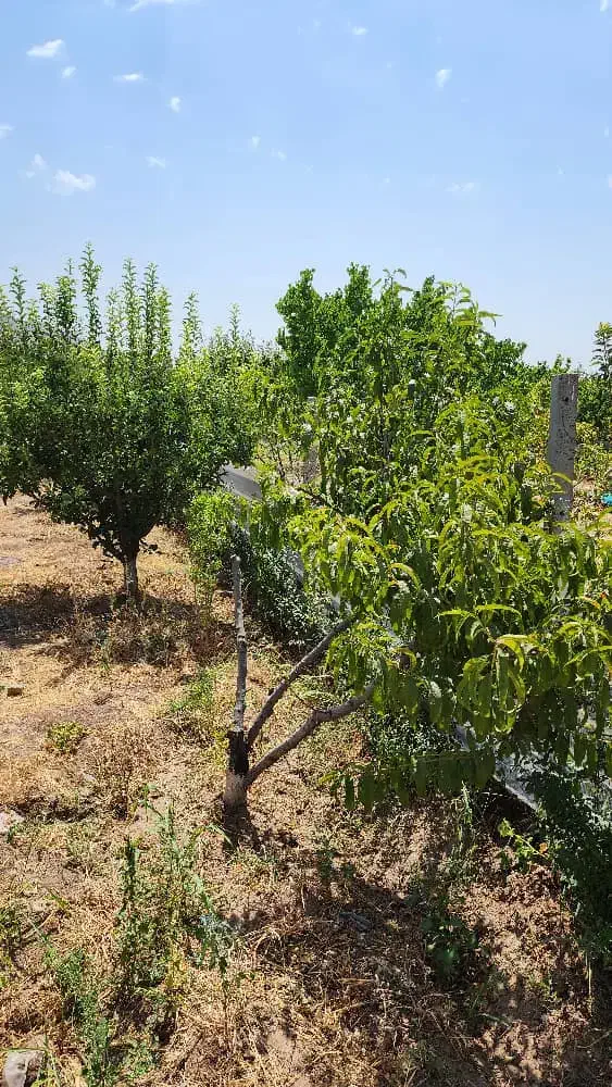 باغ میوه معاوضه با طلا ۵۰۰ مترطالقان قولنامه