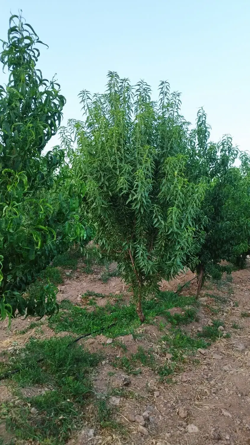 فروش باغ و باغچه