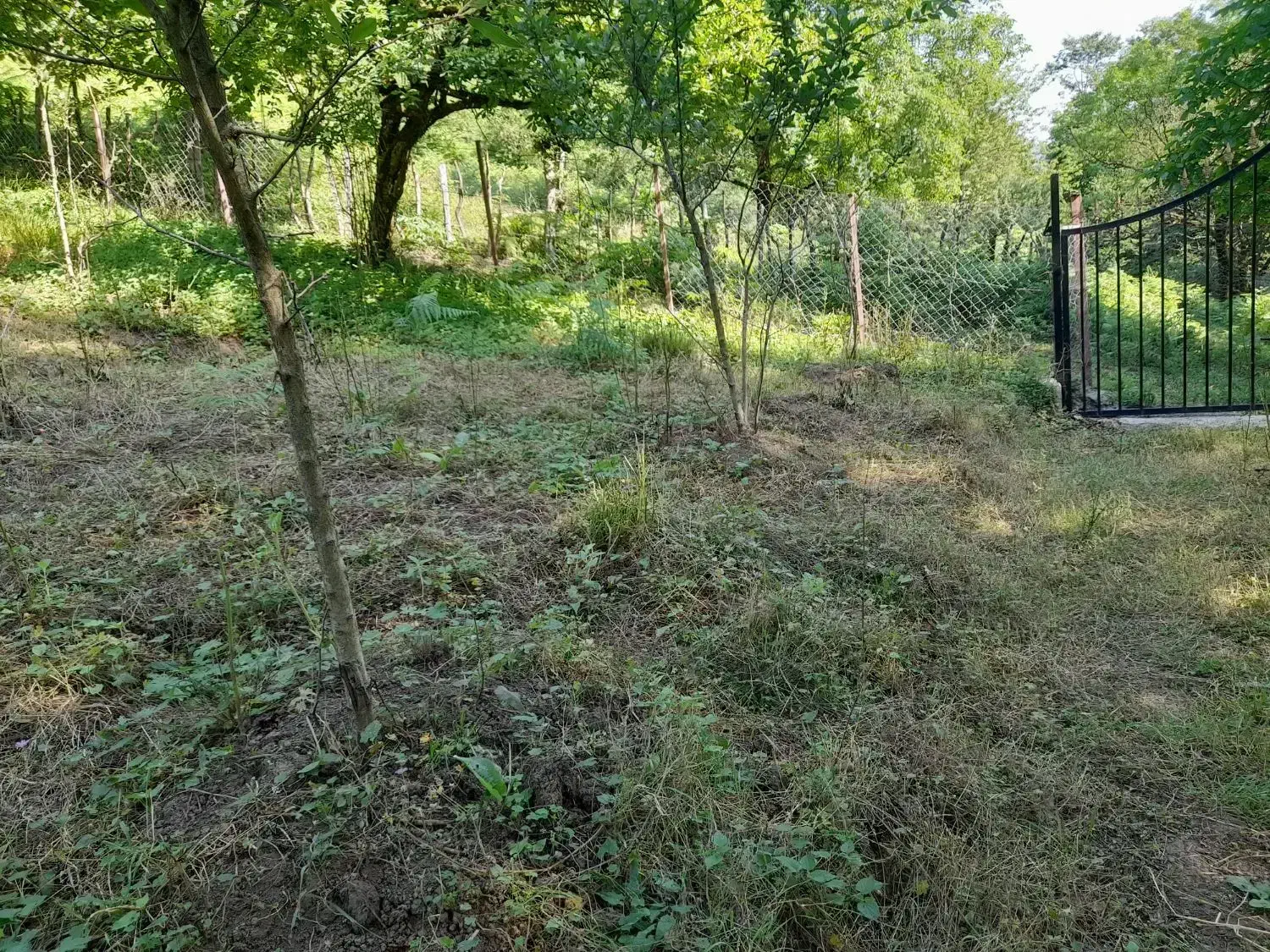 زمین به مساحت 532 متر در روستای ییلاقی رزه
