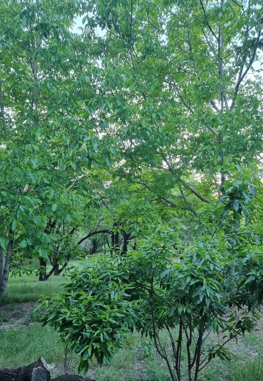 باغ با سند تک برگ در مشاور املاک دهکده